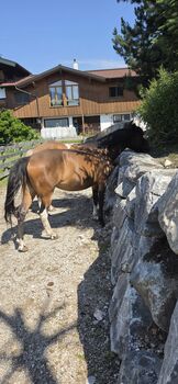 Nervenstarke braune Huzulenstute