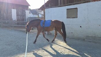 Nervenstarker junger Ponywallach!
