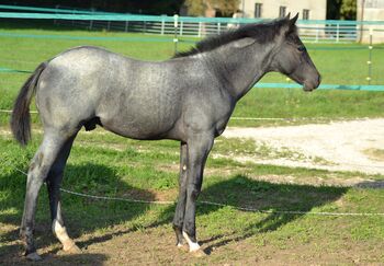 kräftiger Quarter Horse Jährling in blue roan, Kerstin Rehbehn (Pferdemarketing Ost), Horses For Sale, Nienburg