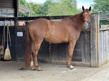 Kräftige Quarter x Warmblut Stute, 5 jährig, Sandy Roloff, Horses For Sale, Waldshut-Tiengen