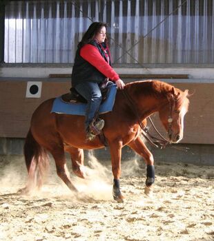 Kräftiger, rüstiger Quarter Horse Hengst