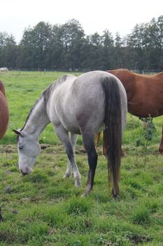 Kräftige, ganz liebe Paint Horse Stute