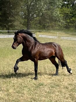 Deckanzeige Welsh Cob