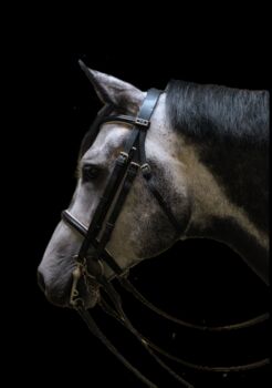 Stübben Kandarenzaum inkl. Gebisse, Stübben , Zuchthof , Bridles & Headstalls, Twistringen 
