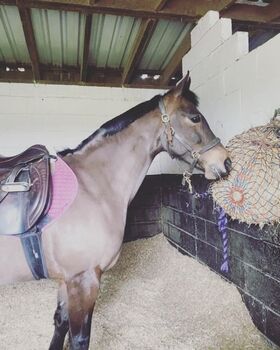 Stunning 14hh SHP, Katie walker , Horses For Sale, Leeds