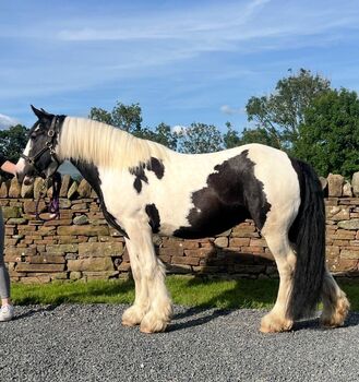 Stunning Happy Hacker Cob Mare, Hannah, Horses For Sale, Carlisle