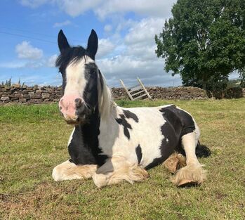 Stunning Happy Hacker Cob Mare