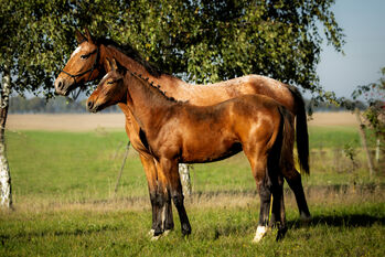 Stunning Małopolski Foal Stallion “Halny” – Calm, Well-Bred, and Full of Potential, Edyta, Horses For Sale, Dębno