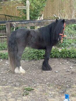 Stunning mini cob gelding