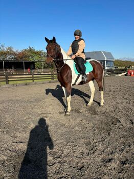 Stunning Standard bred project Robbie 8 16.2, Claire , Horses For Sale, Derby 