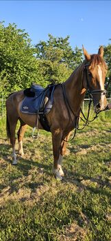 Stute,KWPN,Fuchs,8 Jahre,163 cm,Freizeit,Pferd,Gesund