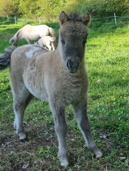 Stutfohlen Shetty  Partbred in Sonderfarben, Nadine  (Shettyzucht Frechdachs ), Pferd kaufen, Heringen