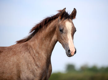 top class filly- EKS Farajj GRANDDAUGHTER