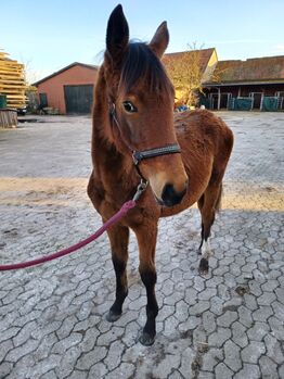 Stutjährling, Schacht , Horses For Sale, Wittingen 