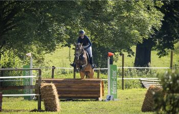 Schickes Deutsches Reitpony - vielseitig und brav