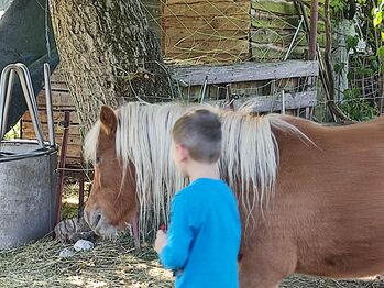Schicke Verbandsprämien Stute, Partbred Shetland Pony