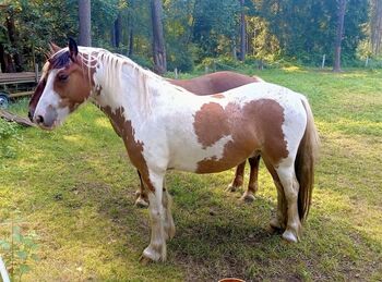 Schickes Tinker Mix Pony