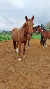 Suche Narestoria, Tina, Pferd kaufen, Döbeln