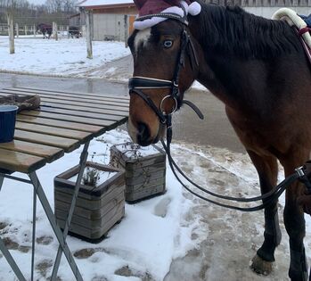 Ich suche eine Rb für mein JUNGpferd