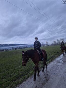 Ich suche eine Reitbeteildigung, Finchen, Reitbeteiligungen, Gaißau