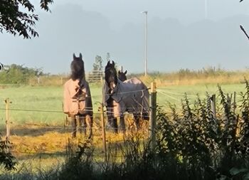 Suche vierbeinigen Teilzeitmitarbeiter, Tanja Doherr  (Tanjas kleine Reitschule ), Pferd kaufen, Lemwerder