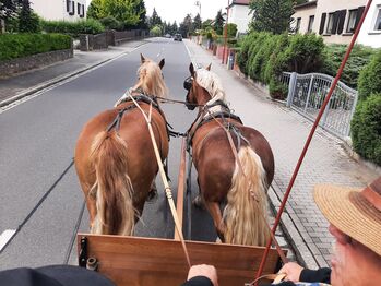 Süddeutsches Kaltblut