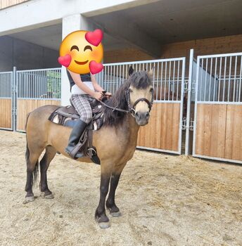 Süßer Kerl mit Persönlichkeit, Dagmar , Pferd kaufen, Stuppachgraben