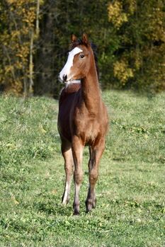 Zuckermaus, SF 05/21 von Blackburn AT G, Julie Rogers-Howes, Horses For Sale, Haaren 