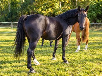 Sunny – ausdrucksstarke 5-jährige Stute mit viel Potenzial