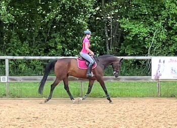 Super Allrounder und absolutes Herzenspferd abzugeben, Kerstin Rehbehn (Pferdemarketing Ost), Horses For Sale, Nienburg