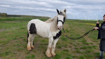 super brave Tinker Stute sucht neues zu Hause