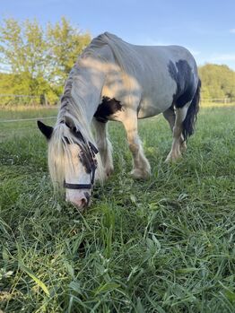 super brave Tinker Stute sucht neues zu Hause, Winkelmann, Pferd kaufen, Werneuchen