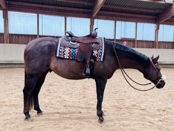 super braver Quarter Horse Wallach, Kerstin Rehbehn (Pferdemarketing Ost), Pferd kaufen, Nienburg