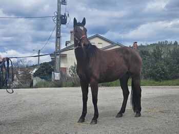 Super schicke Lusitano Cruzado Stute, Shirin Sahin, Horses For Sale, Altenstadt 