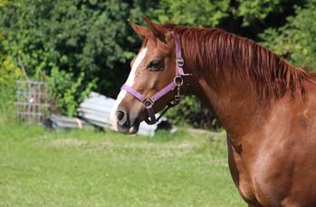 Super chice bewegungsstarke Zuchtstute von Casino Royal, Reitponygestüt Aspel , Horses For Sale, Rees