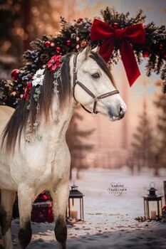 Super schicker Welsh Cob in Sonderlackierung