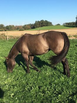 super sitzbequeme Quarter Horse Stute, Kerstin Rehbehn (Pferdemarketing Ost), Horses For Sale, Nienburg