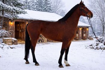 Super brave springt pferd, Károly , Horses For Sale, Kecskemét 