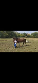 Super lieber Wallach, Jenny Heilig, Horses For Sale, Erfurt