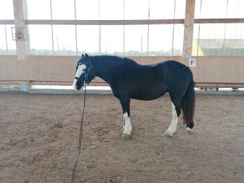 Super liebe Tinkerstute, Stefanie Ziegler , Horses For Sale, Crailsheim 