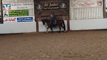 Super brave Stute, für Anfänger geeignet