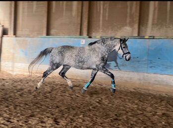 Super lieber Warmblut Wallach, Kerstin Rehbehn (Pferdemarketing Ost), Konie na sprzedaż, Nienburg