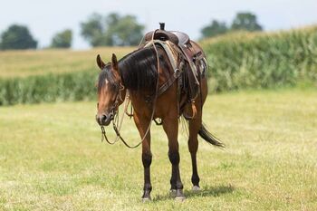 Super Fancy, Loving, One of a Kind Ranch & Trail Horse 5 Yr Old