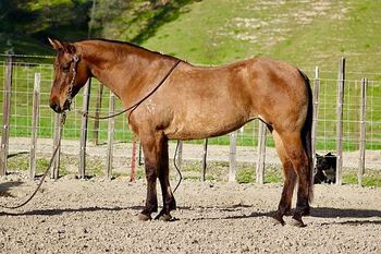 Super Fancy, Loving, One of a Kind Ranch & Trail Horse 5 Yr Old, linda wraige, Horses For Sale, london