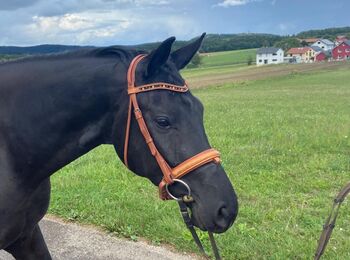 Super Finest Stute, 4 jährig, Rappe