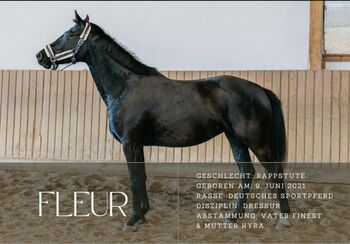 Super Finest Stute, 4 jährig, Rappe, Dietmar Walz, Horses For Sale, Steinenbronn