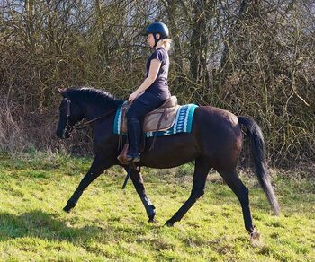 Super verschmuste Rappstute