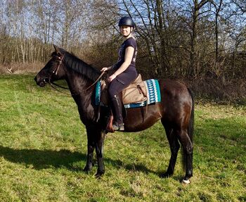 Super verschmuste Rappstute, Sarah , Horses For Sale, Weißenthurm 