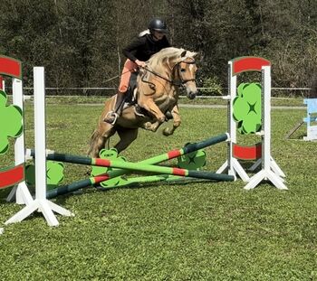 Super Haflinger Stute, Anna Bischof, Horses For Sale, Sankt Peter am Kammersberg