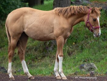 super hübsche, red dun Quarter Horse Stute, Kerstin Rehbehn (Pferdemarketing Ost), Pferd kaufen, Nienburg
